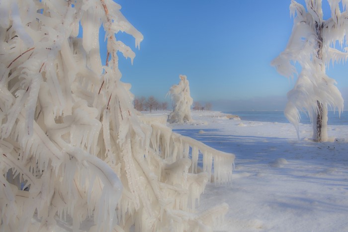 Frozen trees on a snowy beach under a clear blue sky