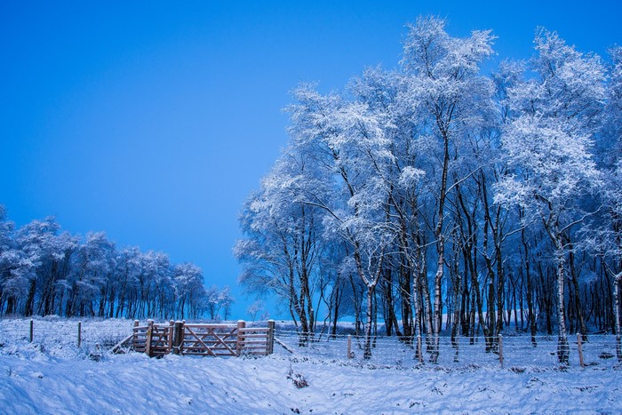 Snow-covered trees and a wooden gate in a winter landscape