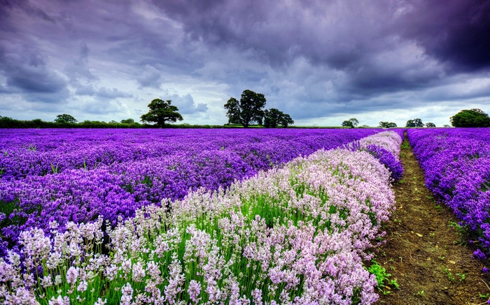 Lavender field with a dirt path and trees under a cloudy sky