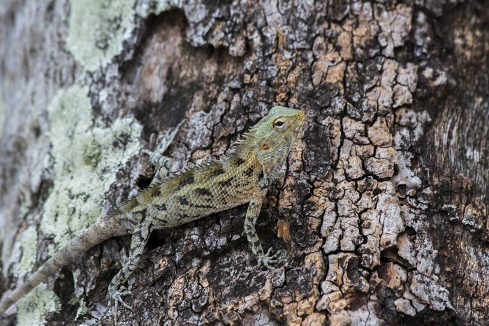 Lizard on a tree trunk