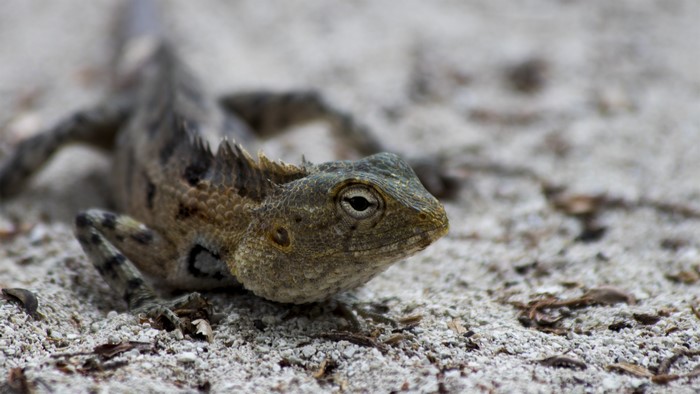 Close-up of a lizard on sand in Maldives