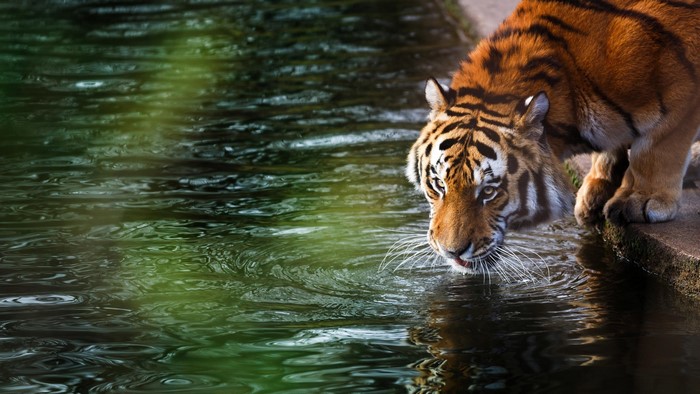 Tiger drinking water from a pond