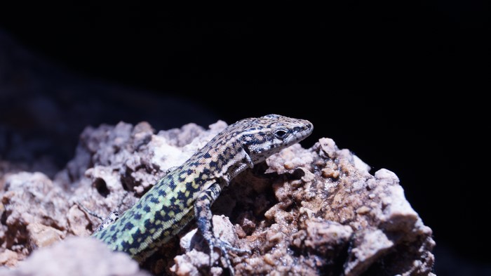 4K Lizard on Rocks