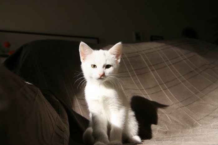 White kitten sitting on a patterned couch