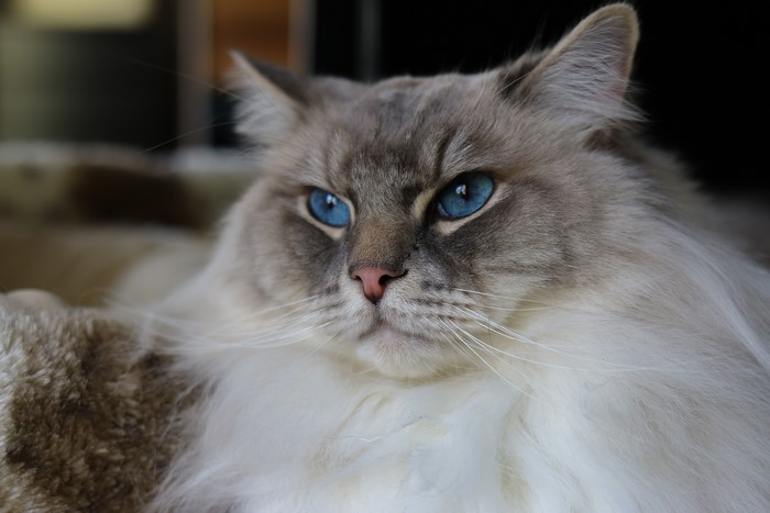 Ragdoll cat with blue eyes
