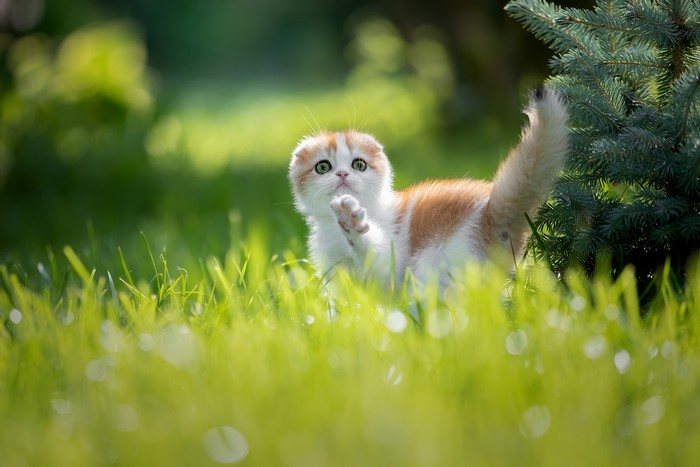 Kitten playing in the grass near a tree