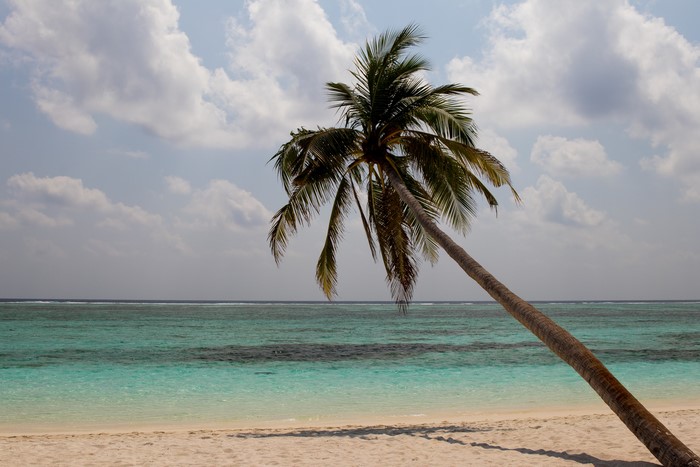 Palm tree on a tropical beach in the Maldives