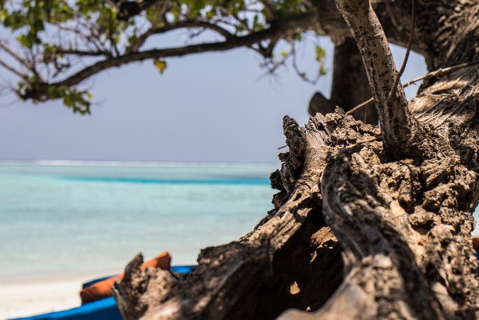 Driftwood on a tropical beach with turquoise water