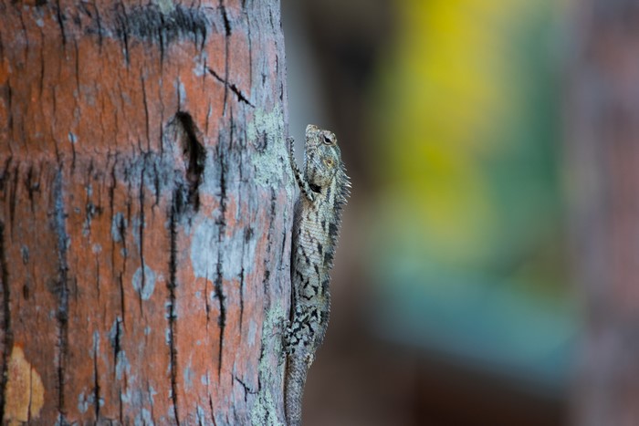 Lizard on a tree bark in Maldives