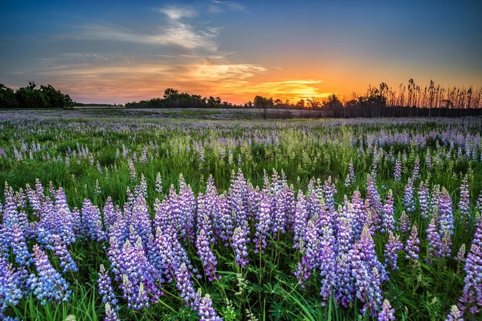 Field of purple lupine flowers at sunset