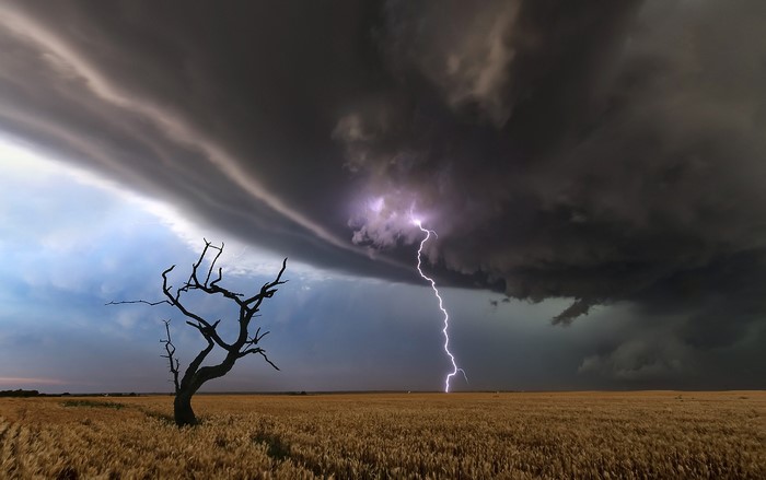 Lightning strikes a dead tree in a wheat field under storm clouds