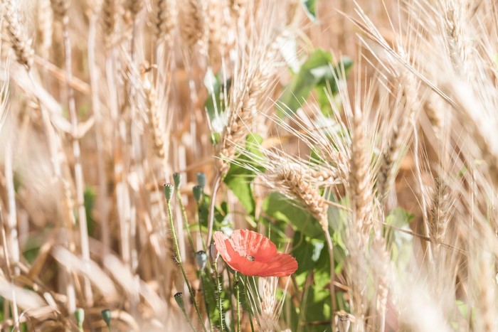 Wheat field with a single red poppy flower