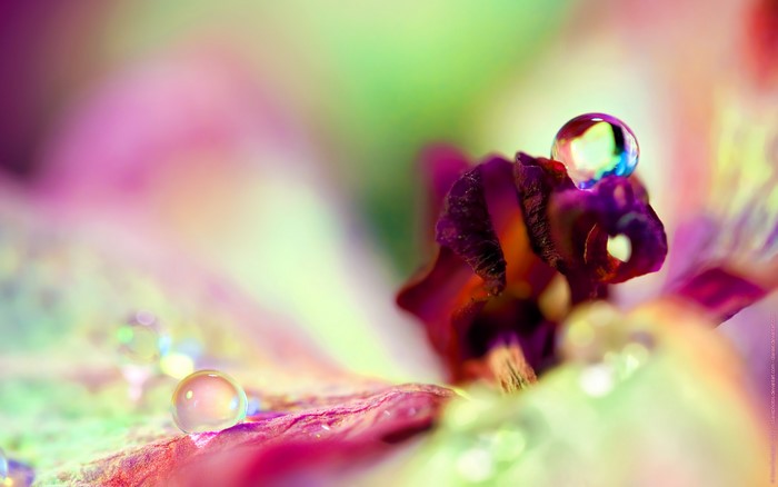 Macro shot of a flower with water droplets