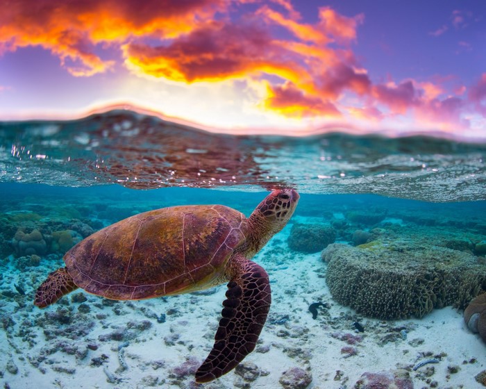 Sea turtle swimming underwater at sunset