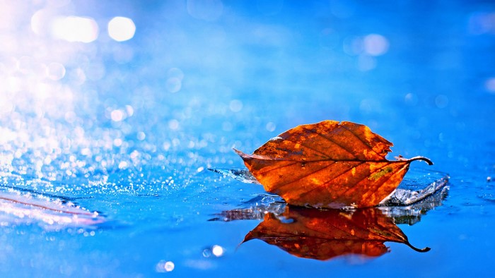 Autumn leaf on ice with bokeh background
