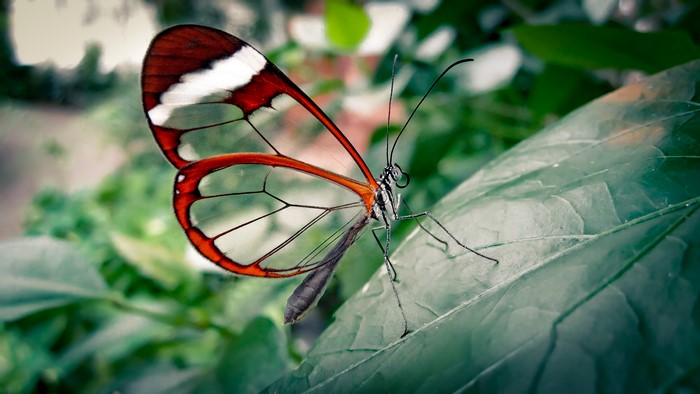 4K photography of a glasswing butterfly on a leaf