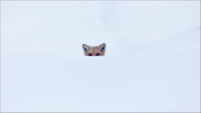 Fox peeking out of deep snow