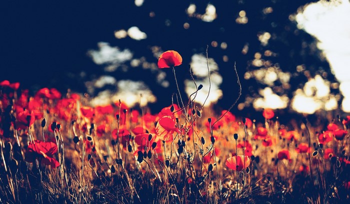 Field of red poppies at sunset