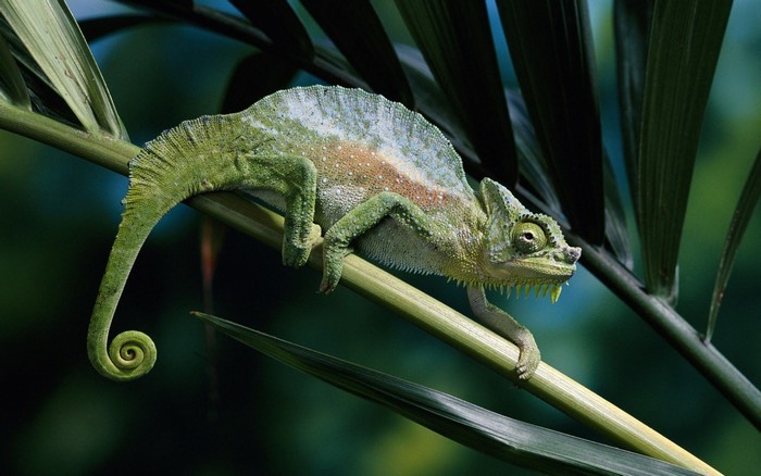 Green chameleon on a branch with green leaves