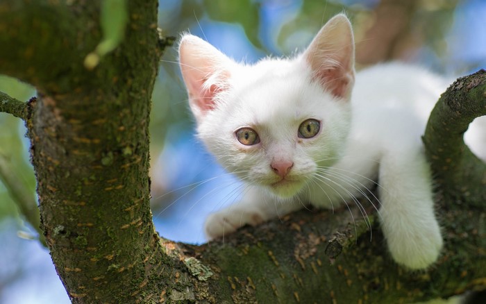 White kitten sitting on a tree branch