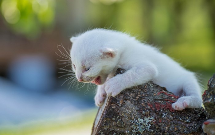Tiny white kitten on a log