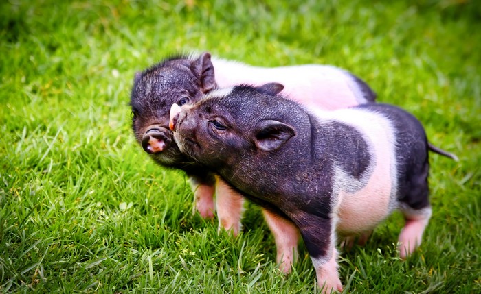 Two baby pigs in green grass