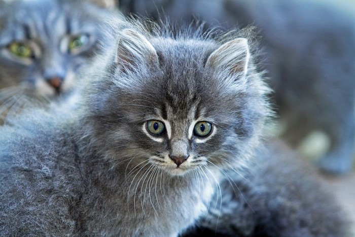 Two fluffy grey kittens, one in focus