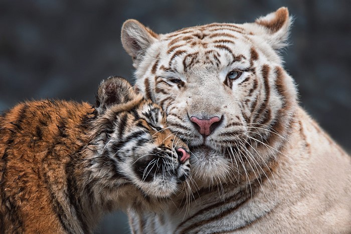 White tiger cub cuddling with mother