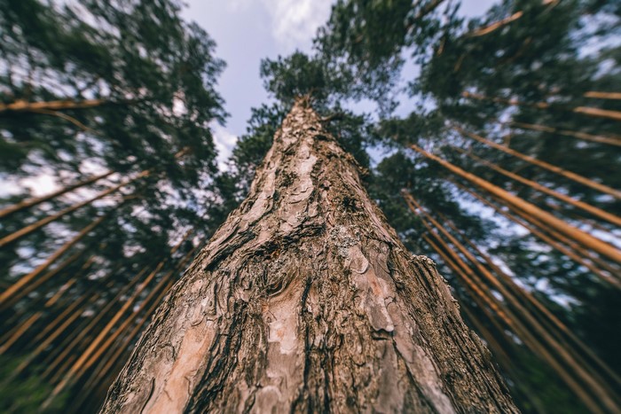 Looking up at a tall pine tree in a forest