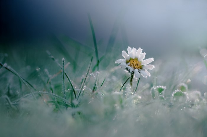 Daisy covered in frost in the grass
