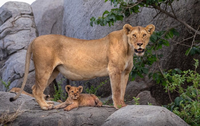 Lioness and cub on rocks