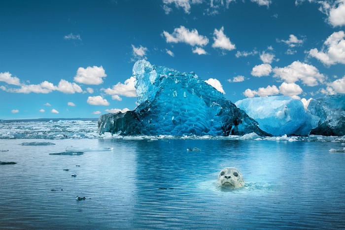Seal swimming in icy water with icebergs under blue sky