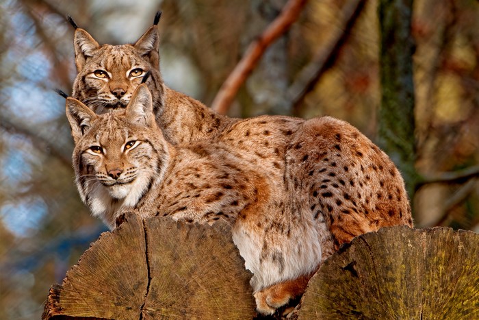 Two Eurasian lynx resting on a log