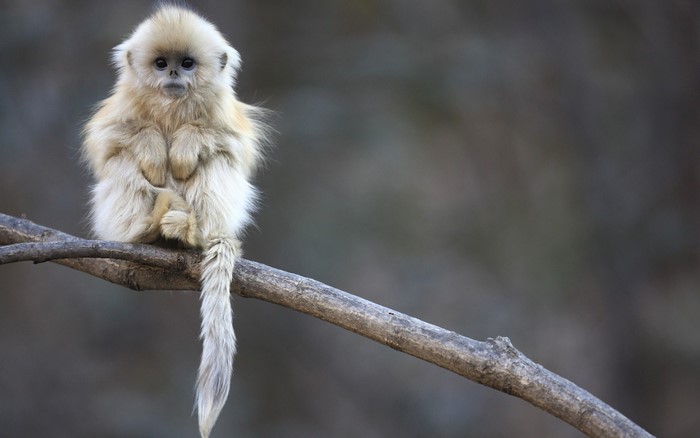 Golden Snub-nosed Monkey sitting on a branch