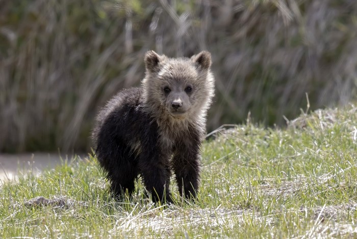 A baby grizzly bear stands in grass