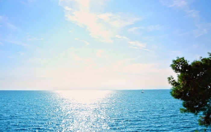 Sailboat on the ocean with a tree in the foreground