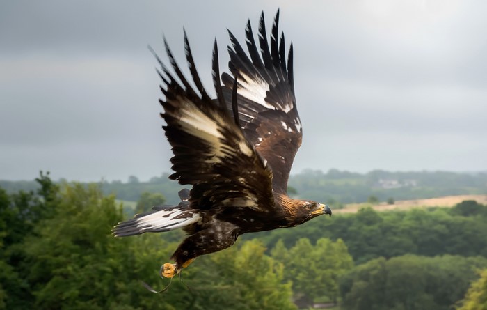 Golden eagle in flight over green landscape