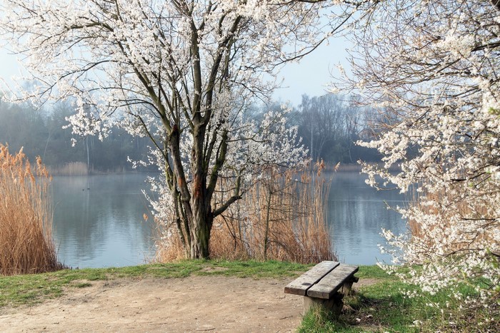 Spring scene with blooming trees by a lake and a wooden bench