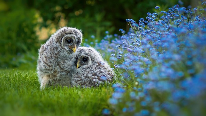 Two baby owls in grass with blue flowers