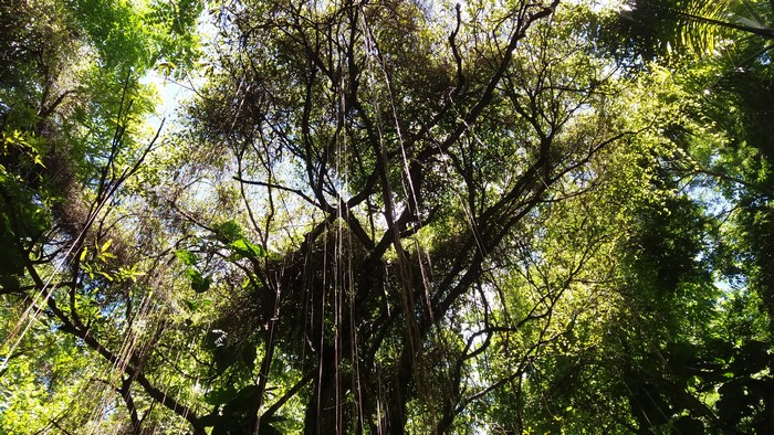 4K Nature Trees Brazil