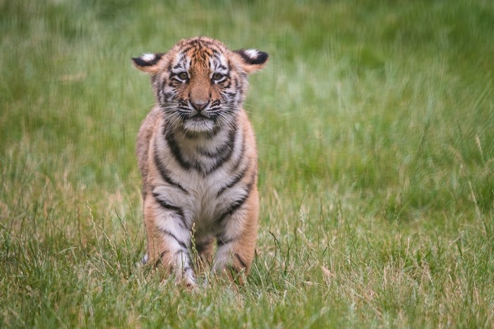 A baby tiger cub stands in a grassy field.