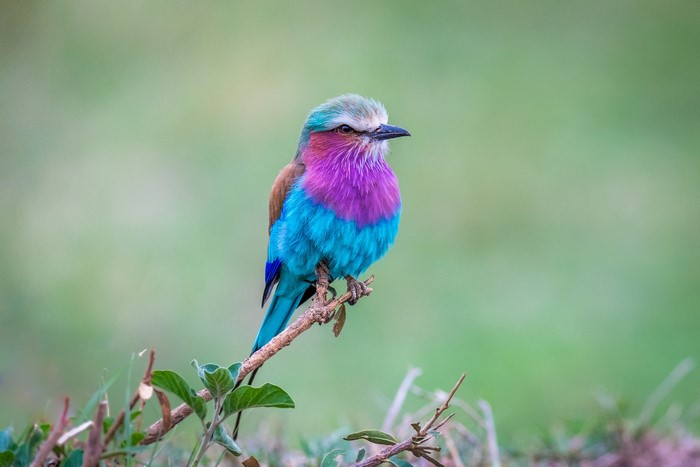 A colorful Lilac-breasted Roller bird perched on a branch