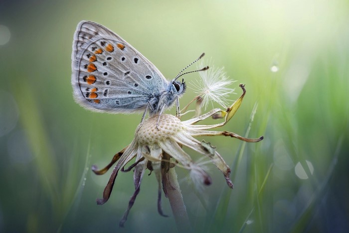 Blue butterfly on a dried flower