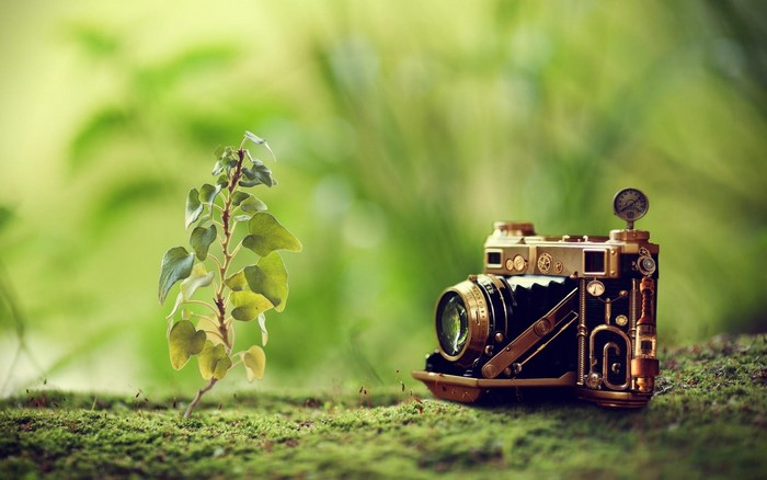 Steampunk camera and plant on mossy ground