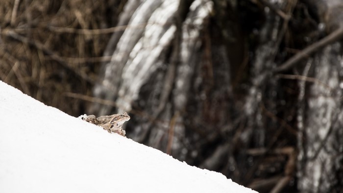 Frog on snow in winter
