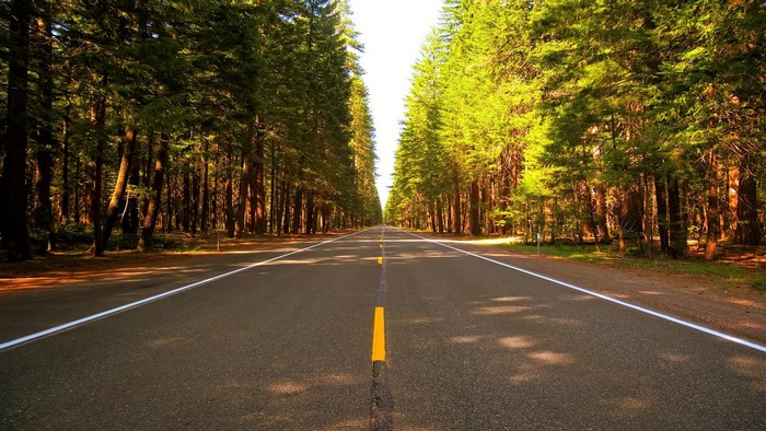 Road through a forest with tall trees