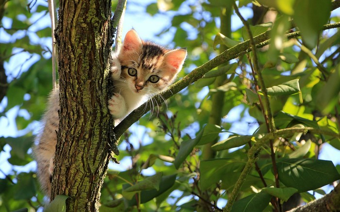 Kitten climbing a tree with green leaves