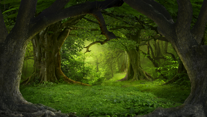 Enchanted forest with sunlight filtering through trees