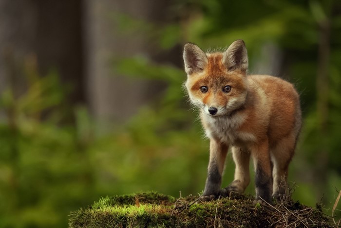A young fox stands on mossy ground in a forest