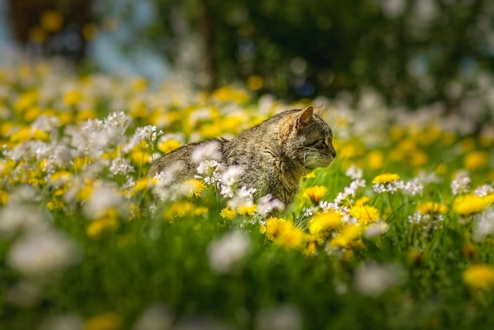 Tabby cat sitting in a field of yellow and white flowers